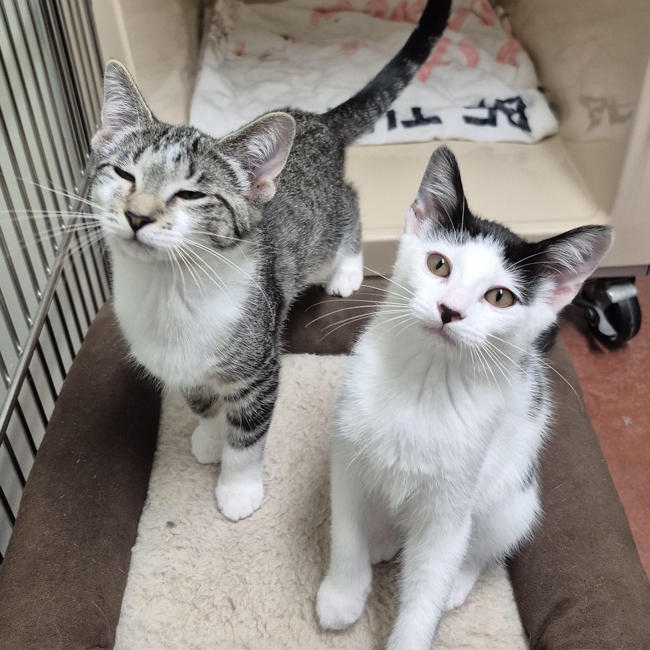 Poppy, a Adoptable Domestic Short Hair in Tioga, PA image 6/6
