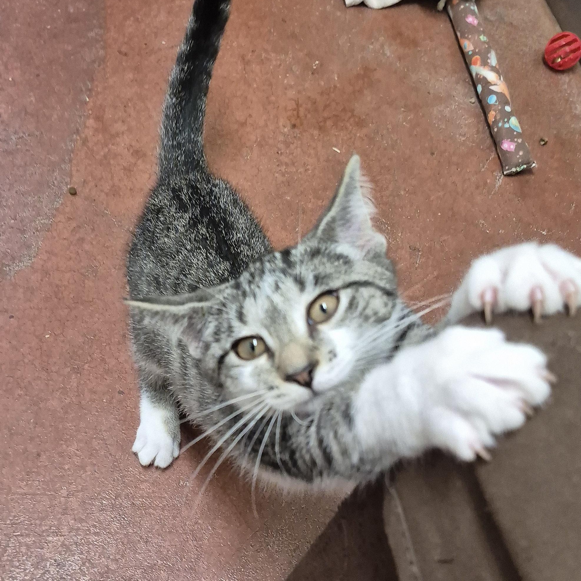 Poppy, a Adoptable Domestic Short Hair in Tioga, PA image 4/6