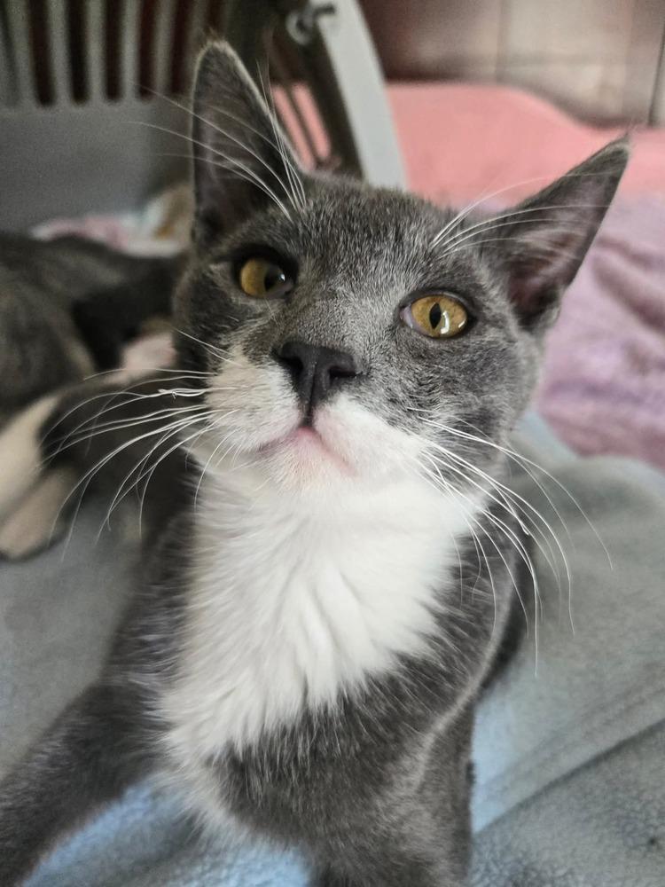 Enlarge Greybee, a Adoptable Domestic Short Hair in Salinas, CA image 1/6