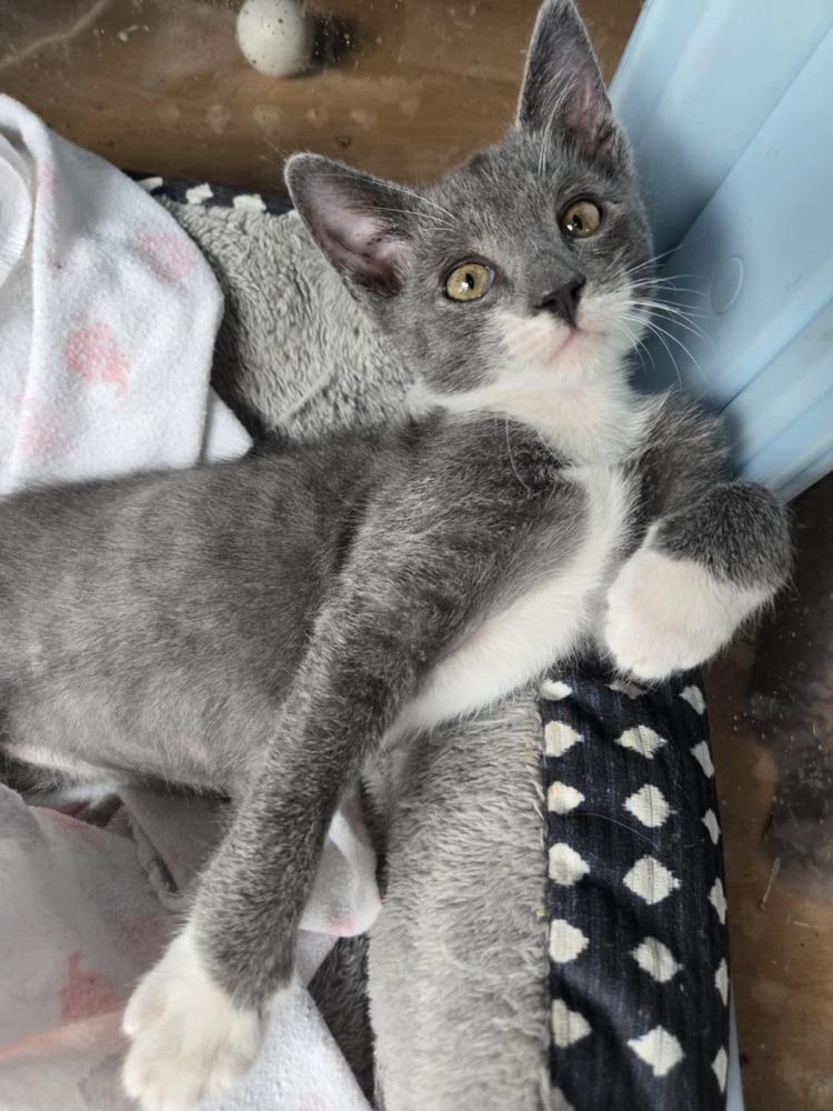 Enlarge Greybee, a Adoptable Domestic Short Hair in Salinas, CA image 2/6