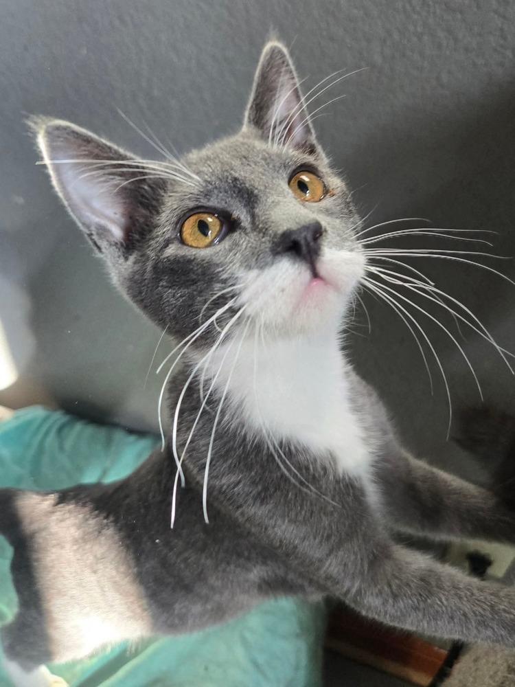 Enlarge Greybee, a Adoptable Domestic Short Hair in Salinas, CA image 3/6