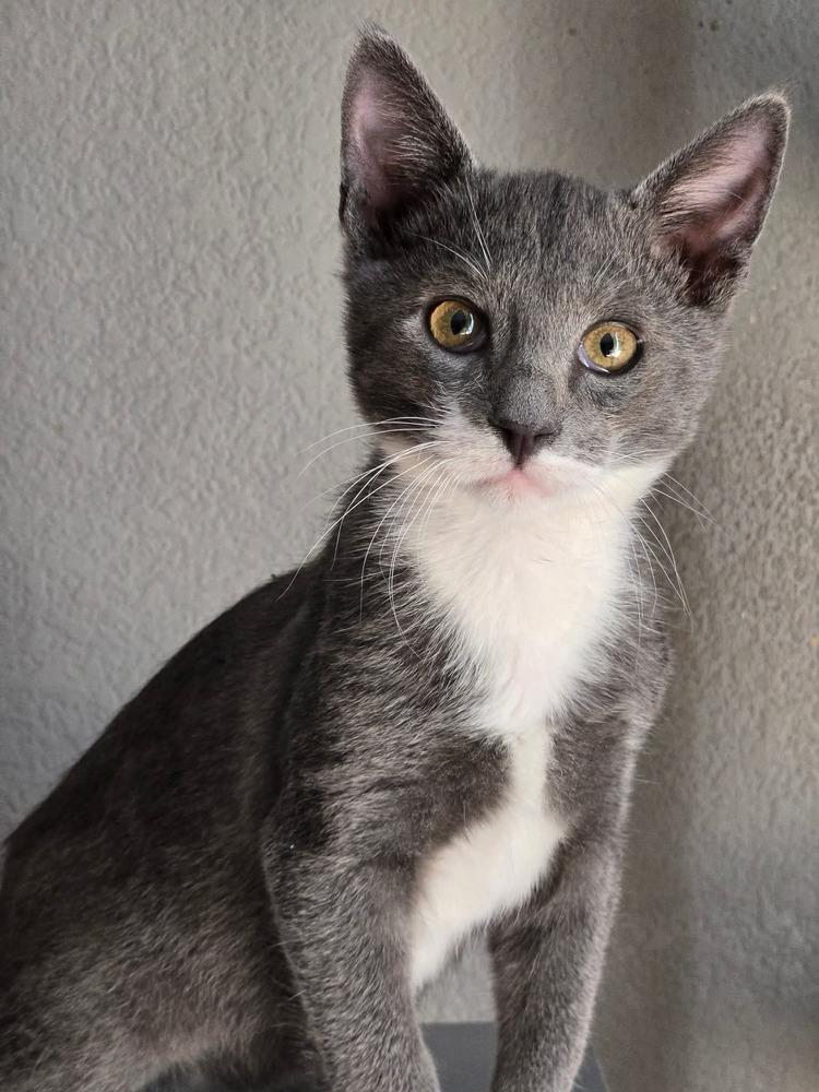 Enlarge Greybee, a Adoptable Domestic Short Hair in Salinas, CA image 4/6