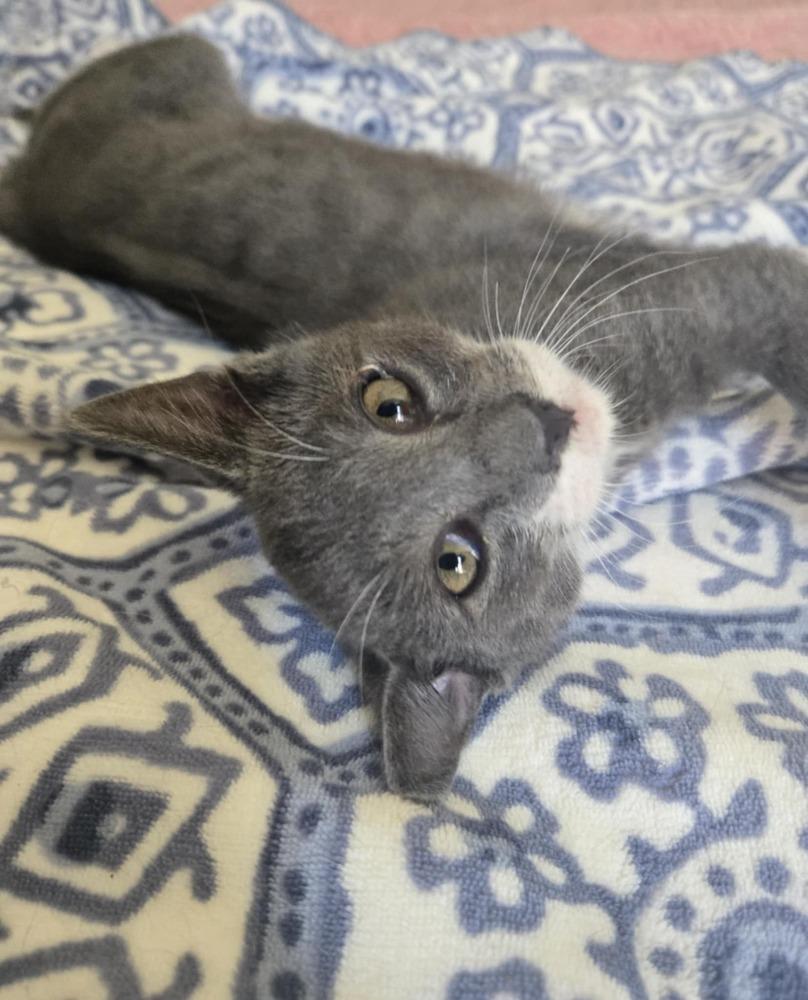 Enlarge Greybee, a Adoptable Domestic Short Hair in Salinas, CA image 5/6