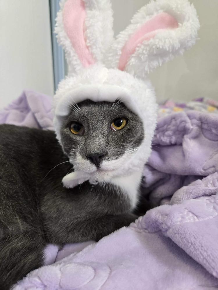Enlarge Greybee, a Adoptable Domestic Short Hair in Salinas, CA image 6/6