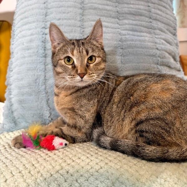 Candy Cane — thumbnail 4