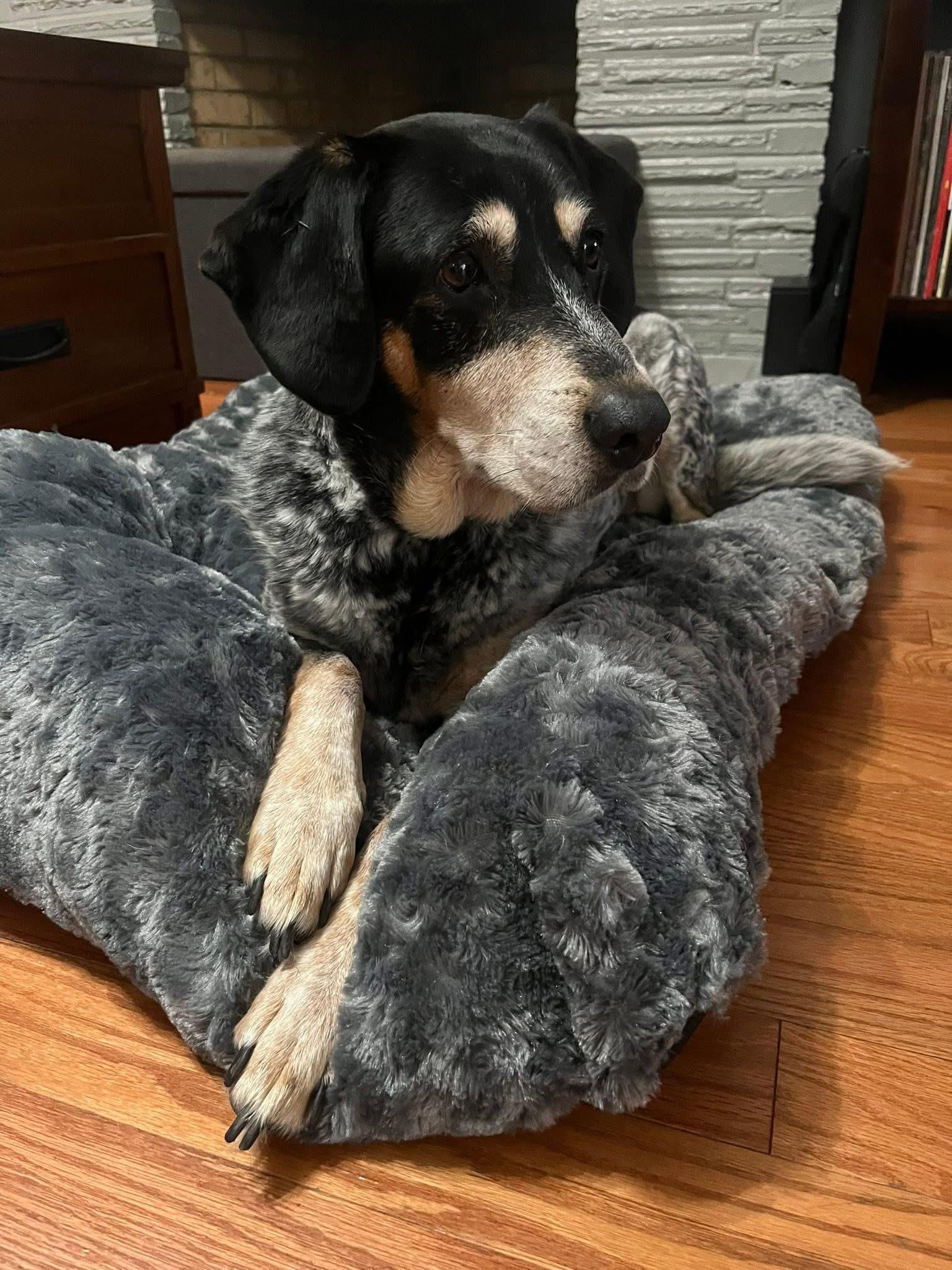 Enlarge Arty, a Adoptable mixed breed in Manhattan, KS image 3/6