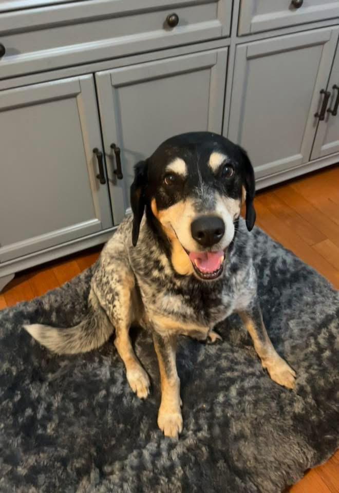 Enlarge Arty, a Adoptable mixed breed in Manhattan, KS image 4/6