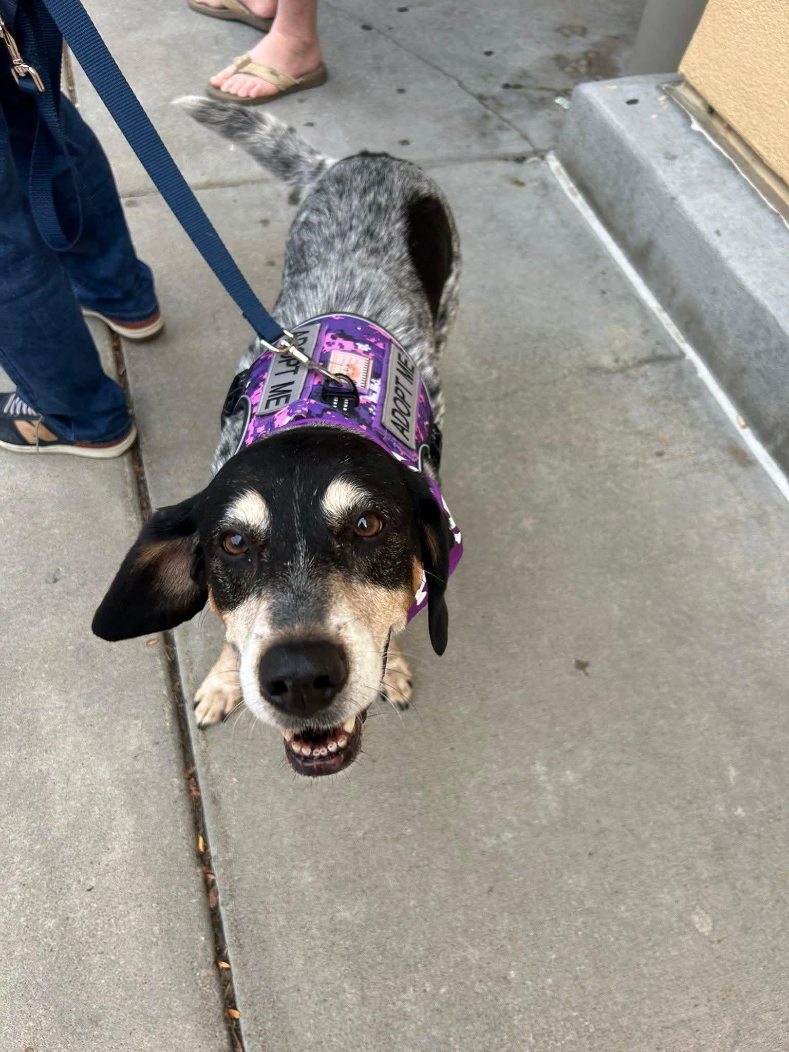 Arty, Adoptable, Adult Female Australian Cattle Dog / Blue Heeler & Hound.
