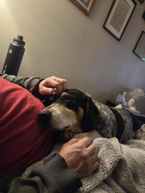 Arty, a Adoptable mixed breed in Manhattan, KS image 2/6