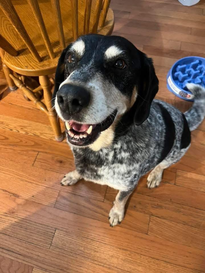 Arty, Adoptable, Adult Female Australian Cattle Dog / Blue Heeler & Hound.