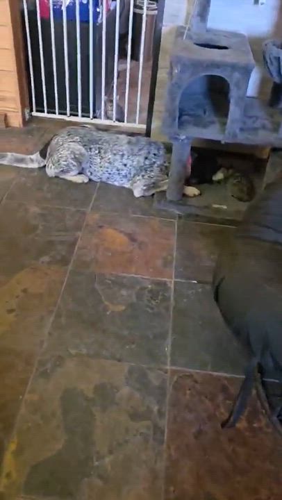 Enlarge Arty, a Adoptable mixed breed in Manhattan, KS video 6/6