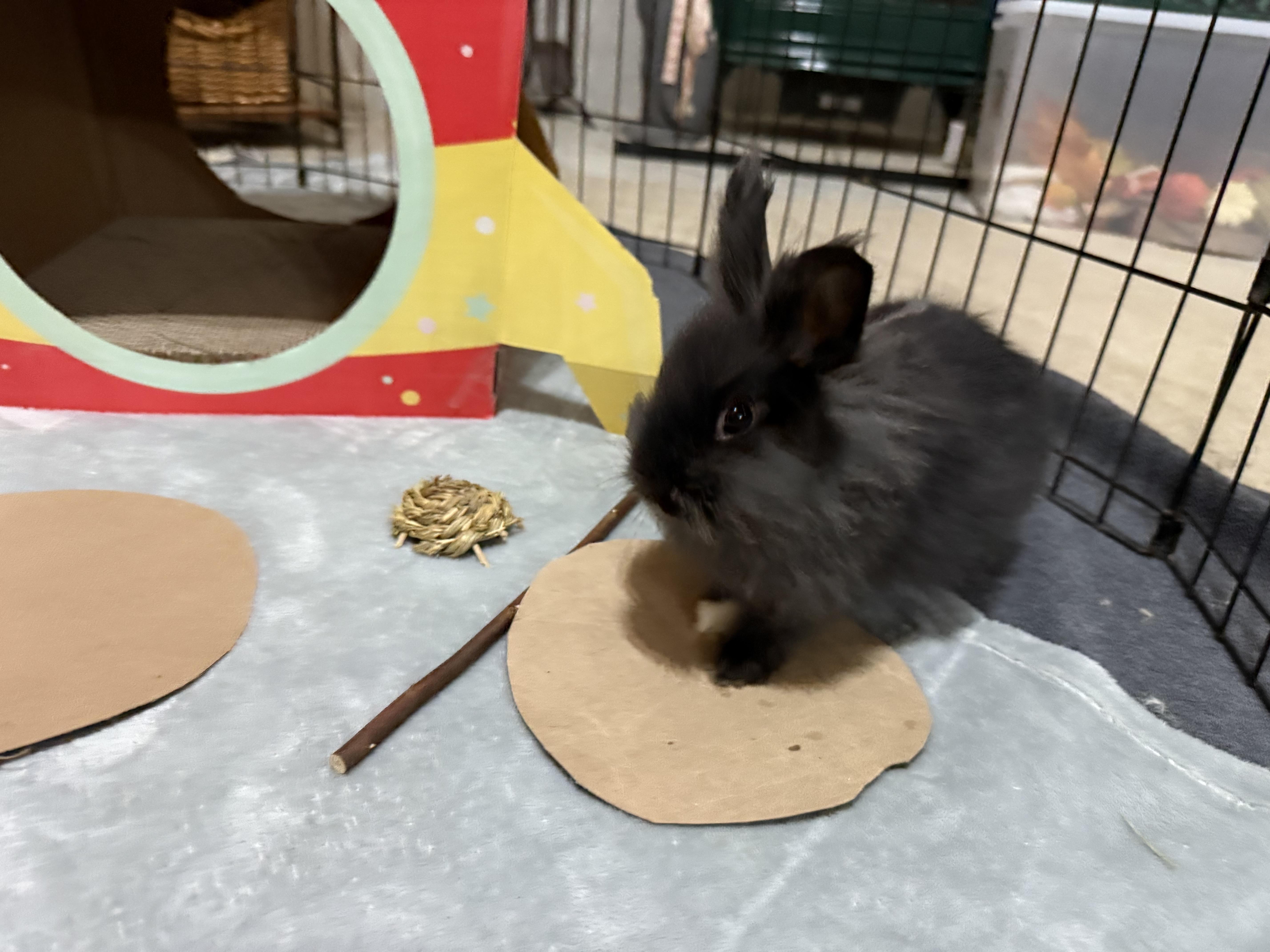 Enlarge Ms Furleigh, an adoptable mixed breed in Little Rock, AR image 5/5