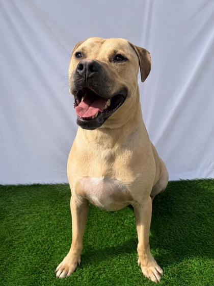 Frank Lucas, Adoptable, Adult Male Mixed Breed & Mixed Breed.