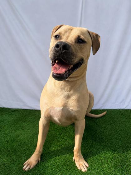 Frank Lucas, a Adoptable mixed breed in Covington, LA image 2/3