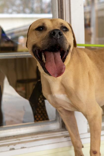 Frank Lucas, a Adoptable mixed breed in Covington, LA image 3/3