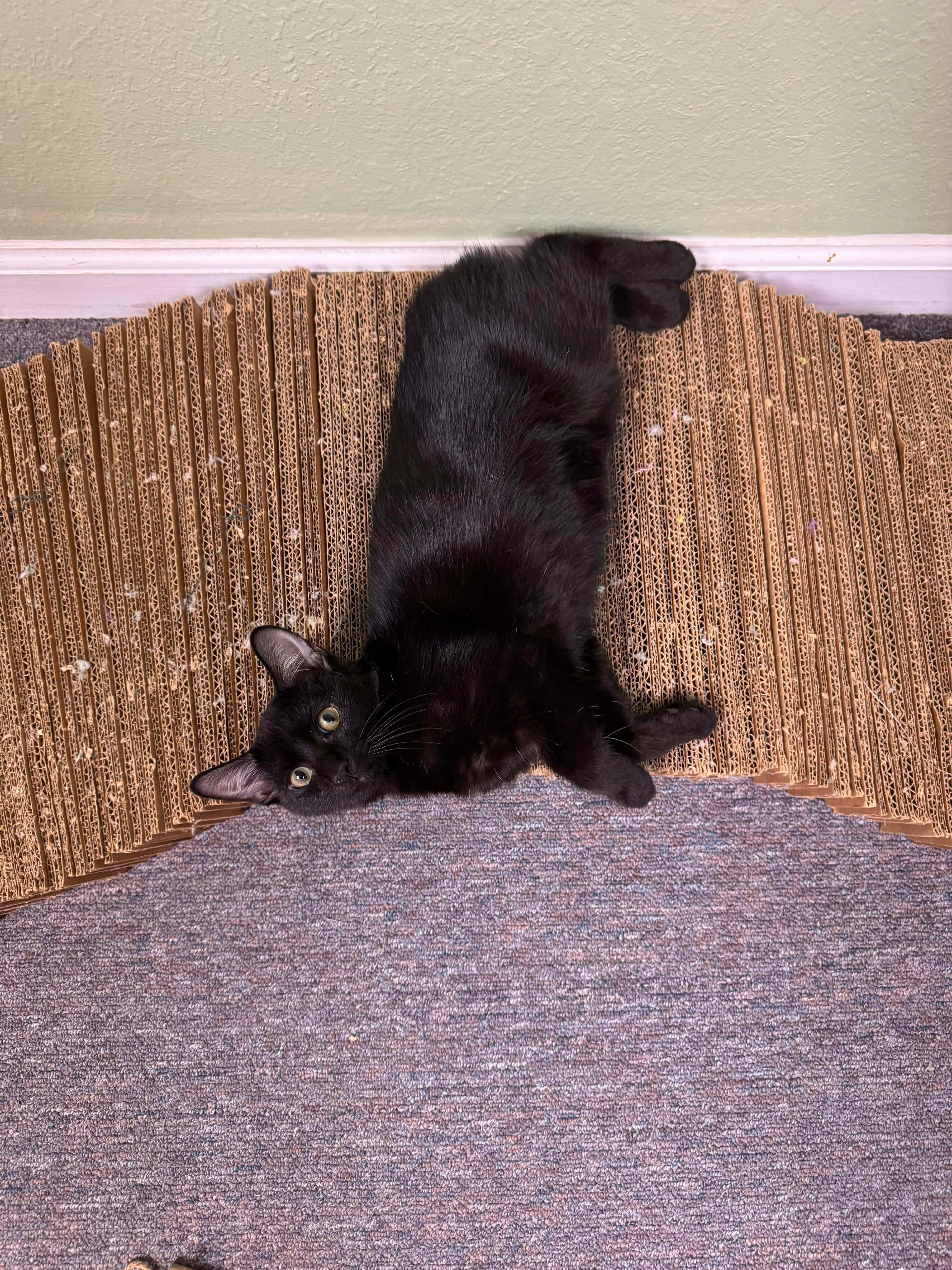 Enlarge Licorice, a Adoptable Domestic Medium Hair in Randolph, AL image 3/5