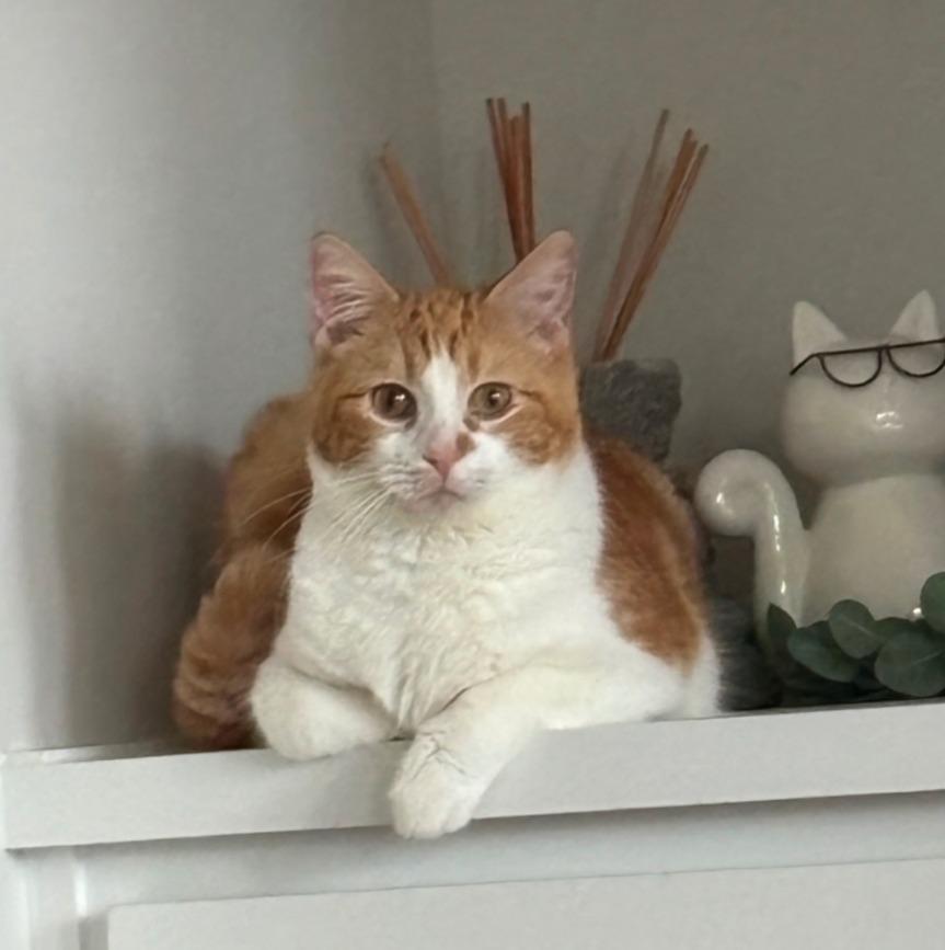 Solstice, Adoptable, Young Male Domestic Medium Hair.