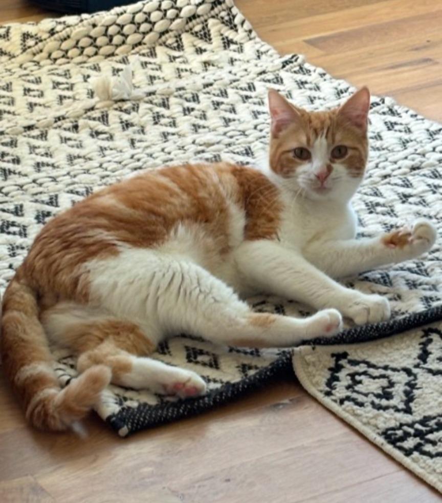 Enlarge Solstice, a Adoptable mixed breed in Olathe, KS image 2/4