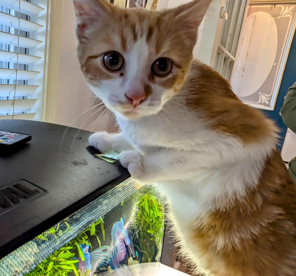 Enlarge Solstice, a Adoptable mixed breed in Olathe, KS image 3/4