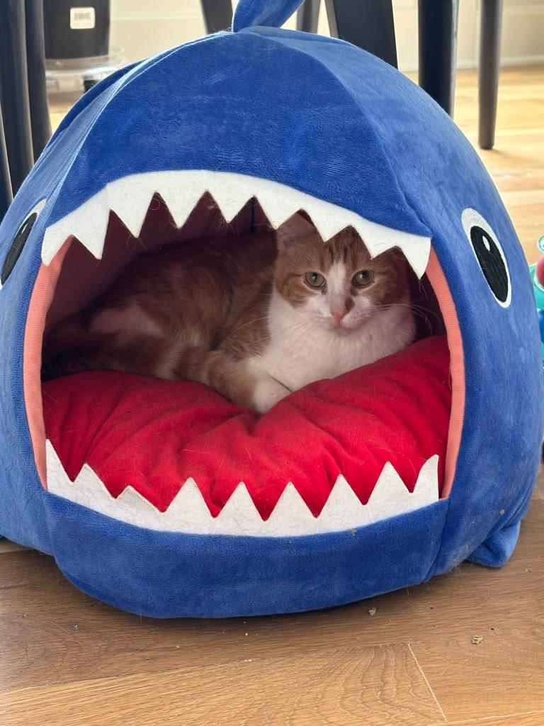 Enlarge Solstice, a Adoptable mixed breed in Olathe, KS image 4/4