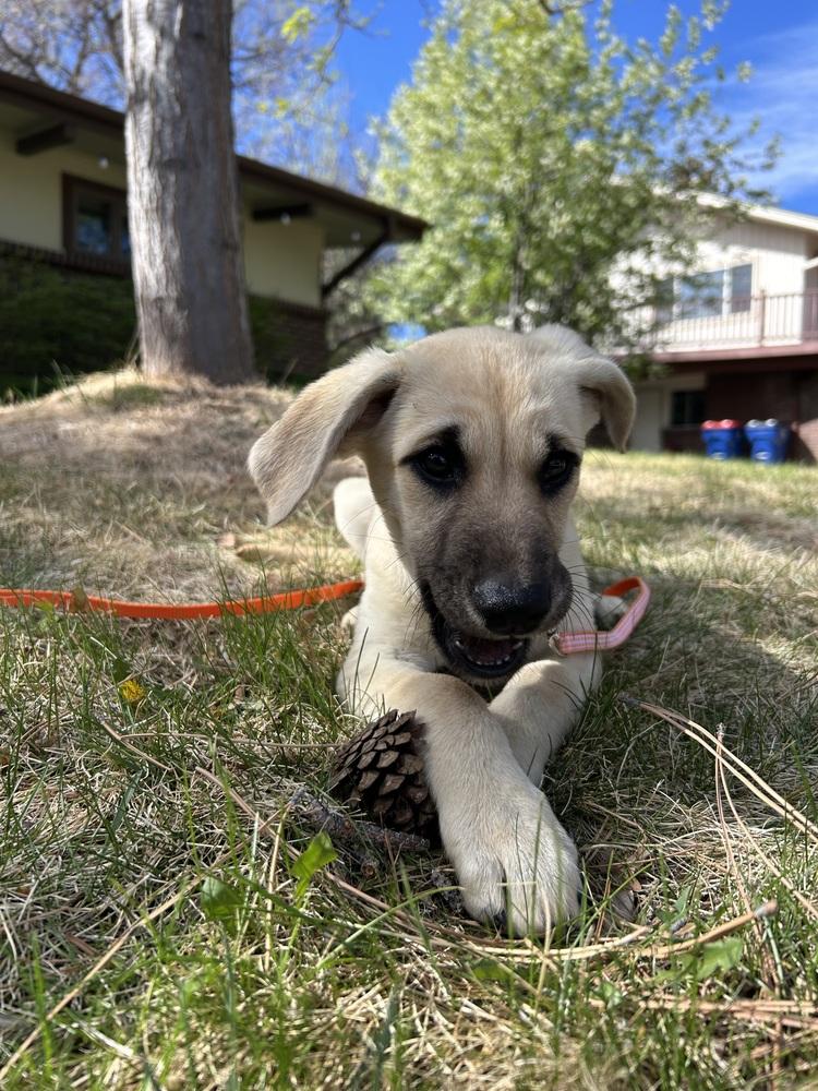 Enlarge Chytiller / Fanta, a Adoptable mixed breed in Broomfield, CO image 1/6