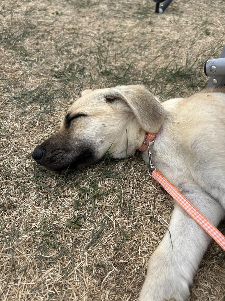 Enlarge Chytiller / Fanta, a Adoptable mixed breed in Broomfield, CO image 2/6