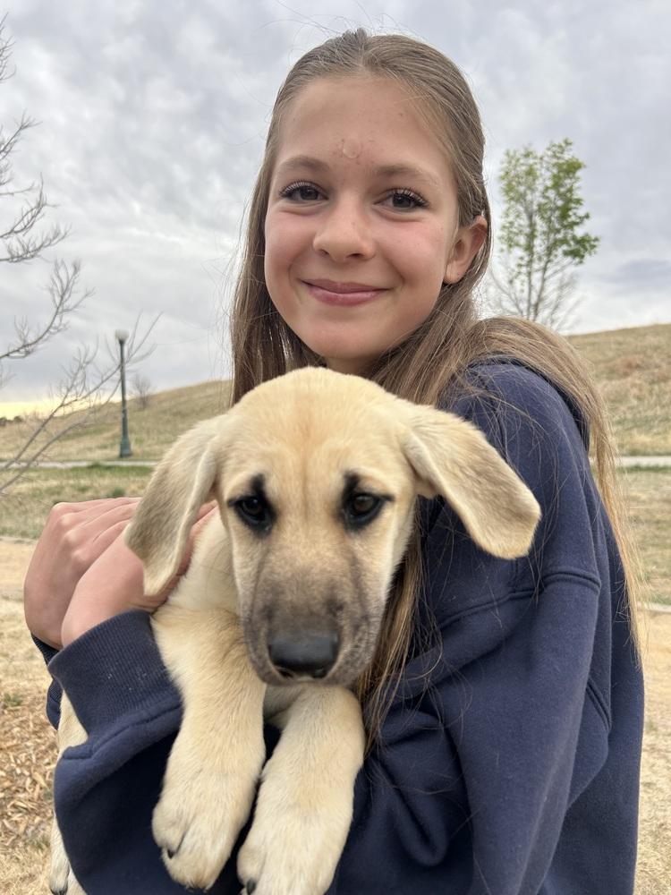 Enlarge Chytiller / Fanta, a Adoptable mixed breed in Broomfield, CO image 3/6