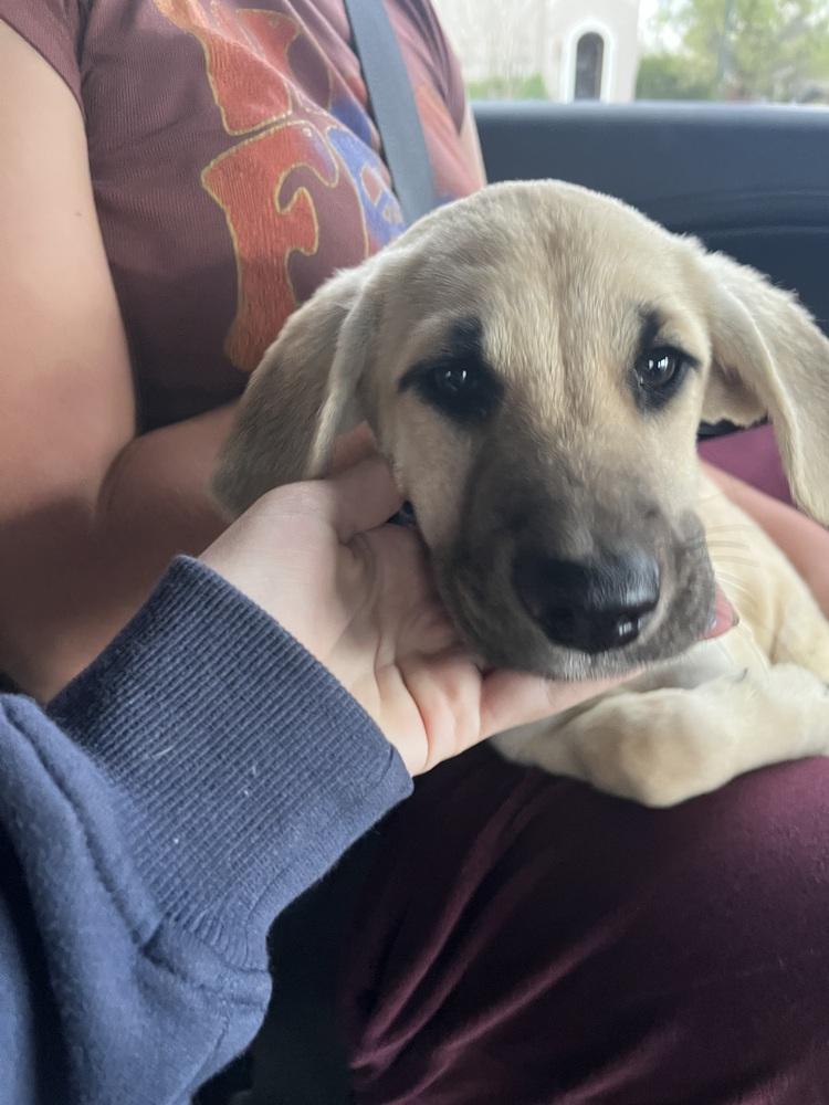 Enlarge Chytiller / Fanta, a Adoptable mixed breed in Broomfield, CO image 5/6