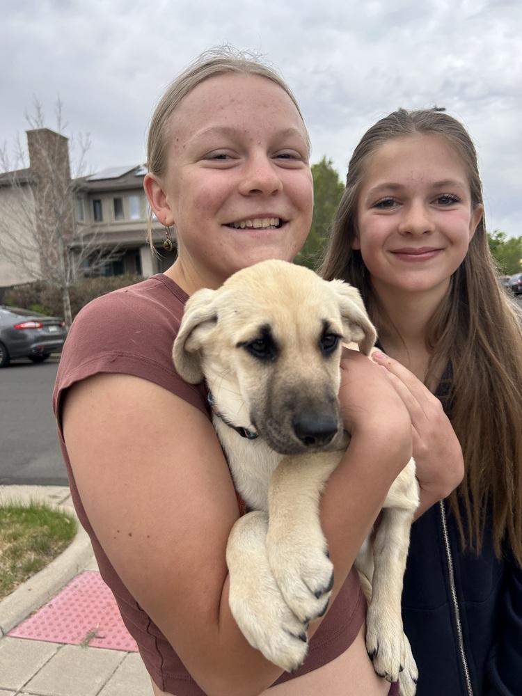 Enlarge Chytiller / Fanta, a Adoptable mixed breed in Broomfield, CO image 6/6