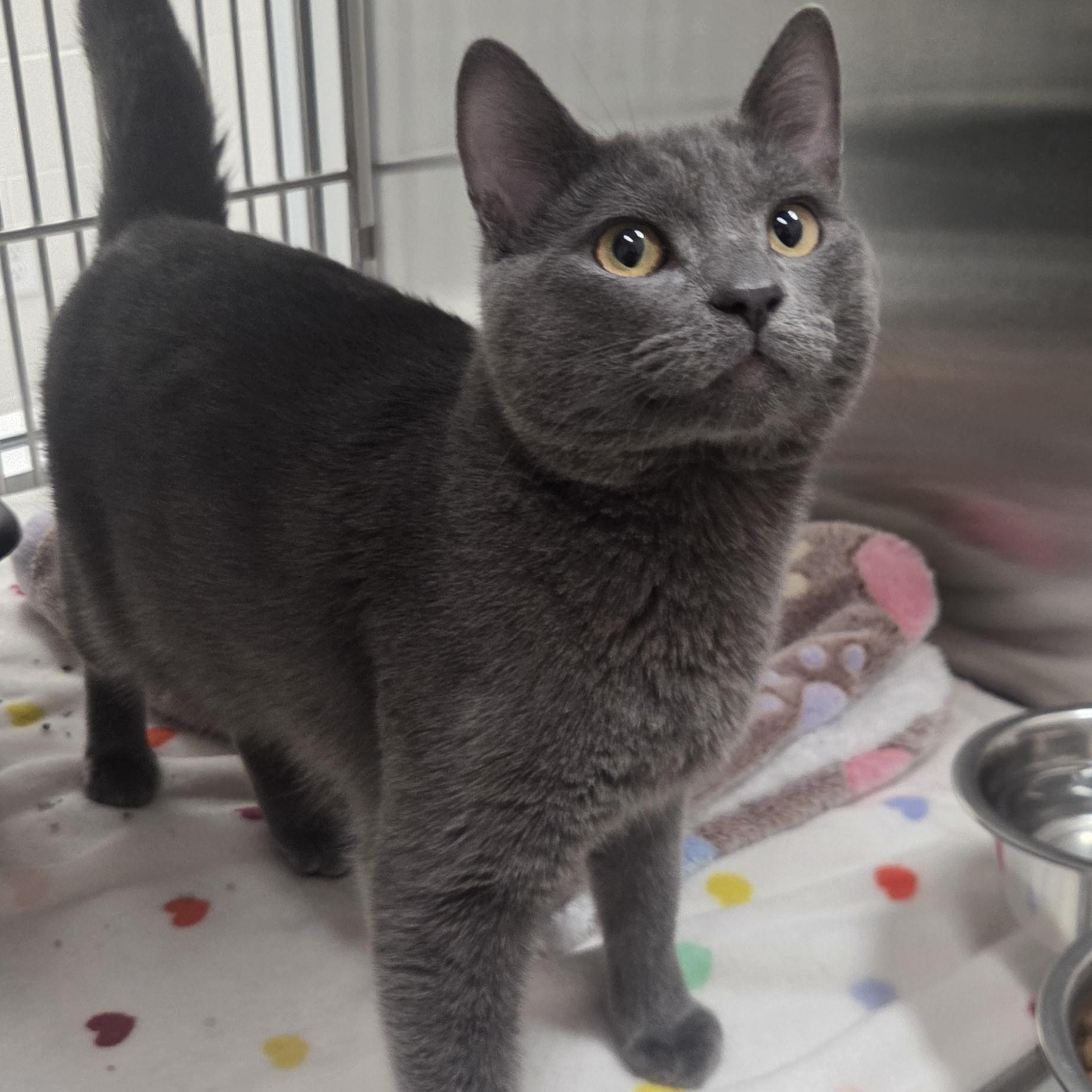 Enlarge Loki, an adopted Domestic Short Hair in Allen, TX image 1/1