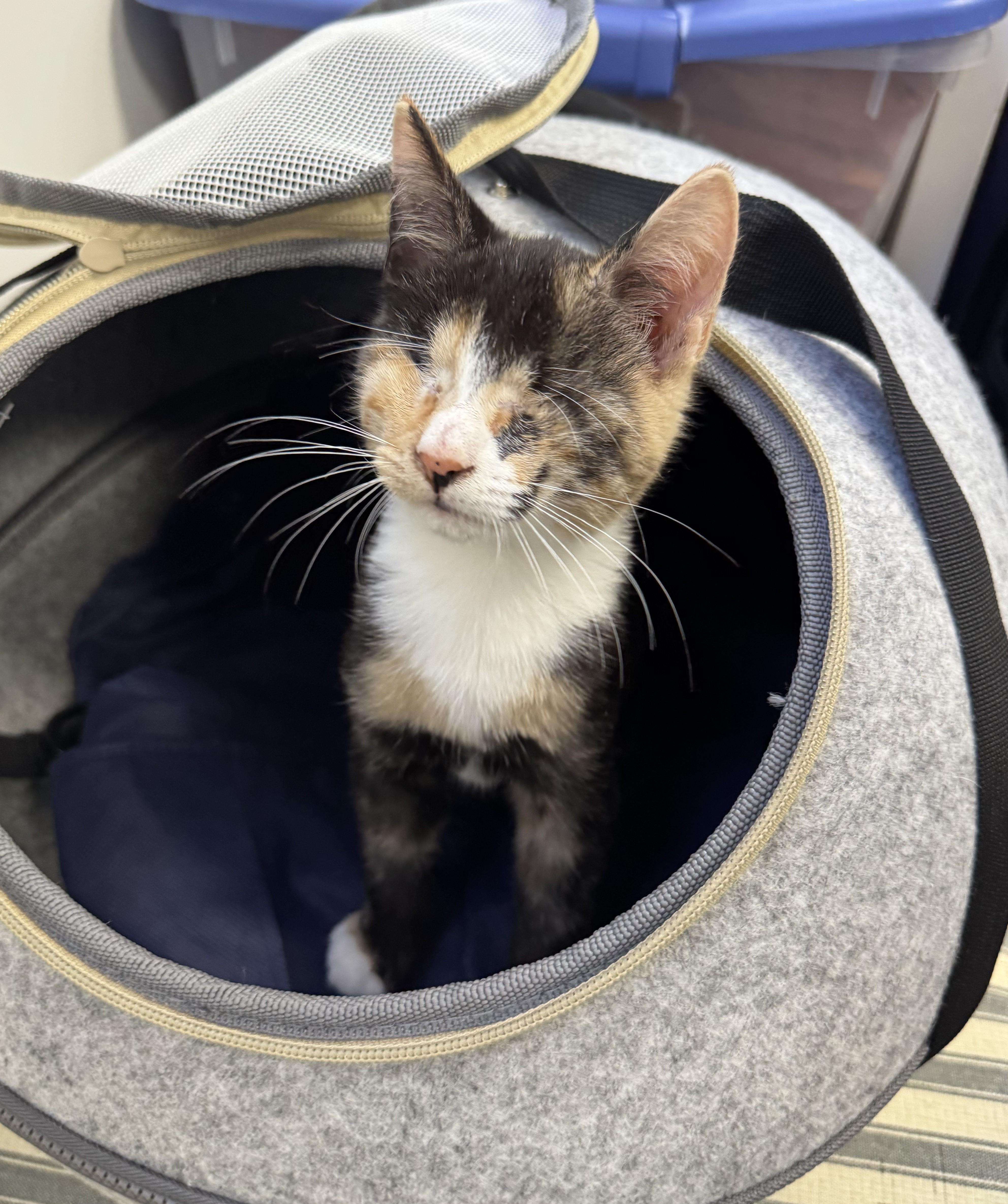 Maple and Butterscotch, a Adopted mixed breed in St. Petersburg, FL image 2/5