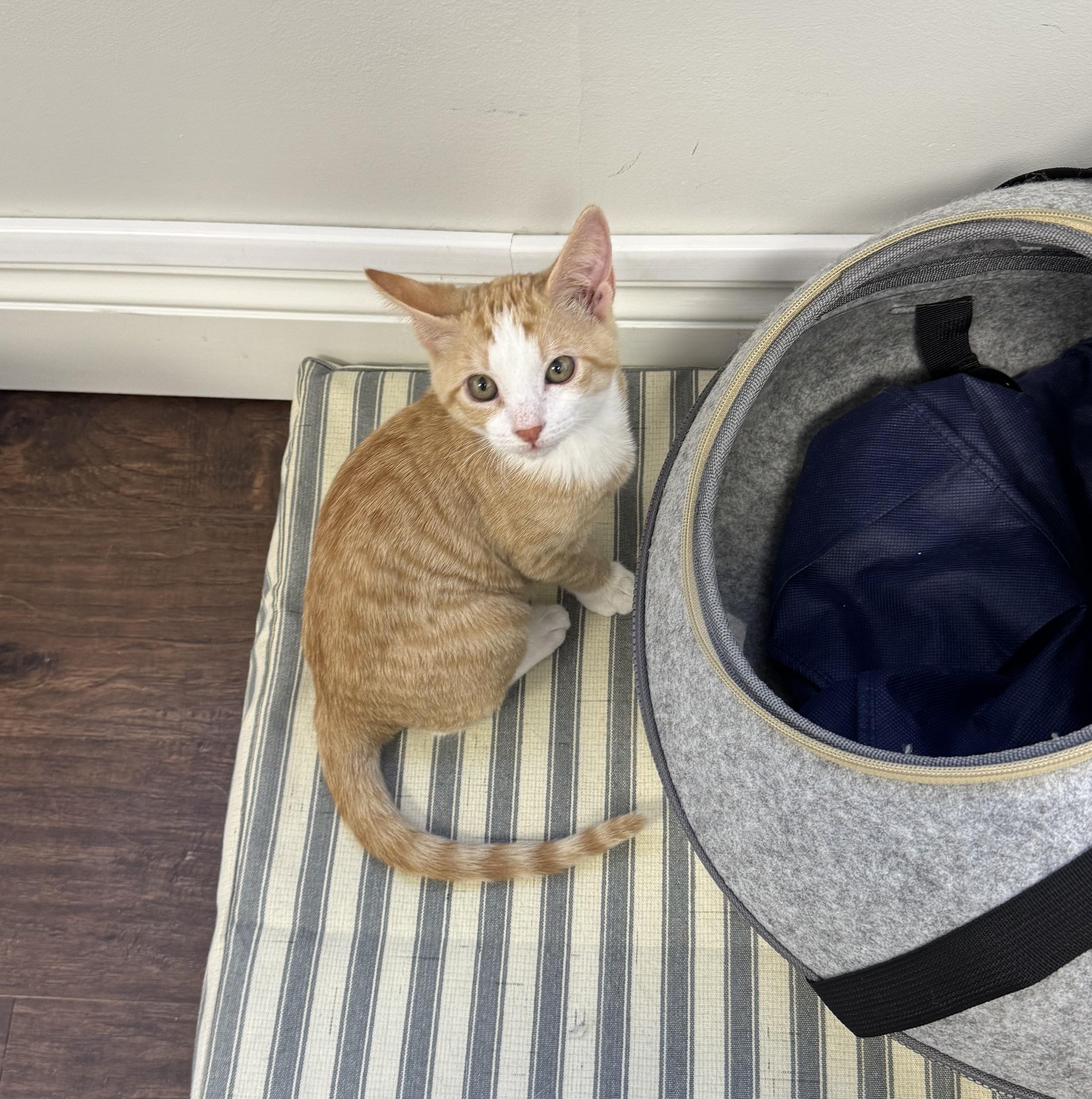 Maple and Butterscotch, a Adopted mixed breed in St. Petersburg, FL image 4/5