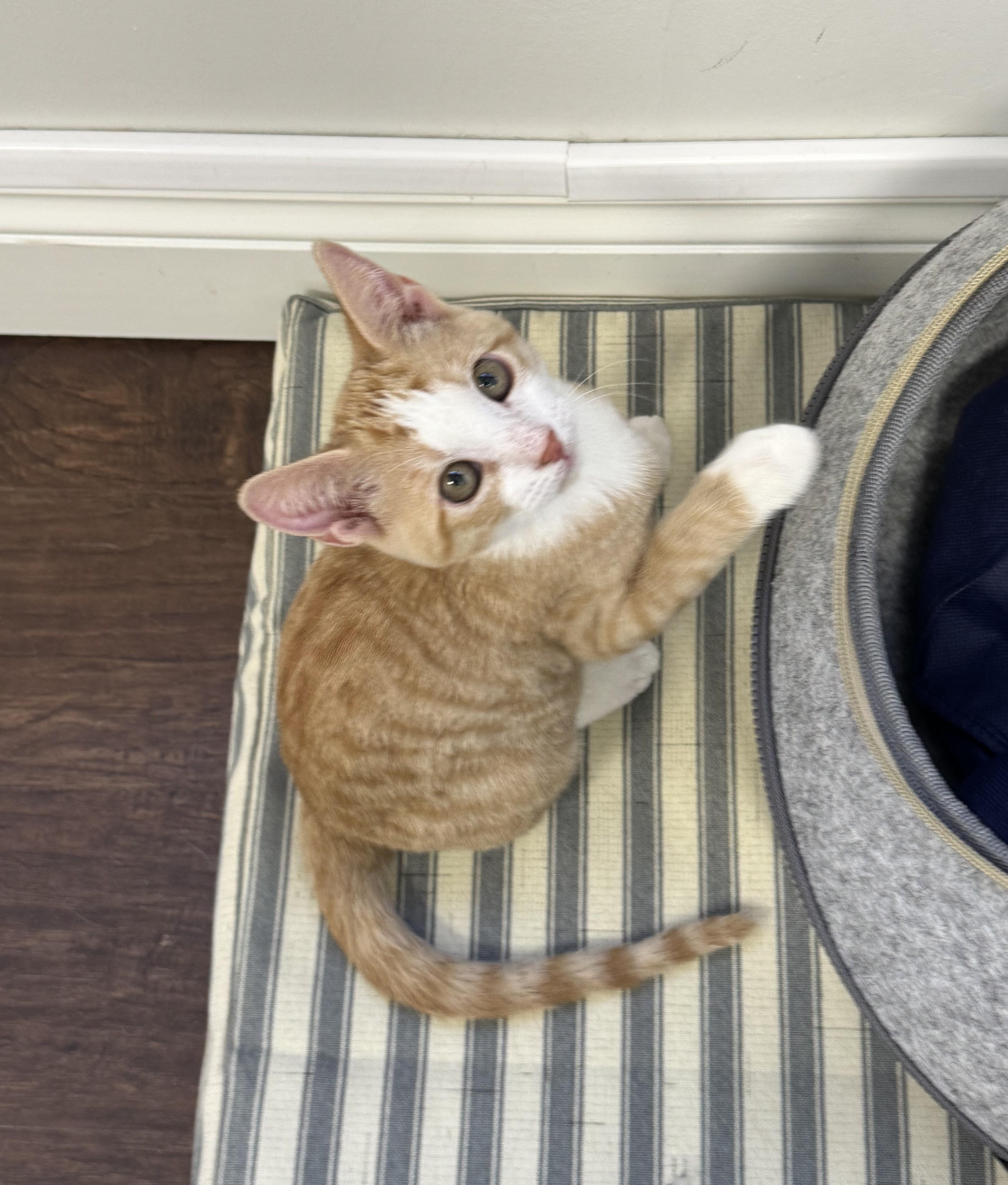 Maple and Butterscotch, a Adopted mixed breed in St. Petersburg, FL image 3/5