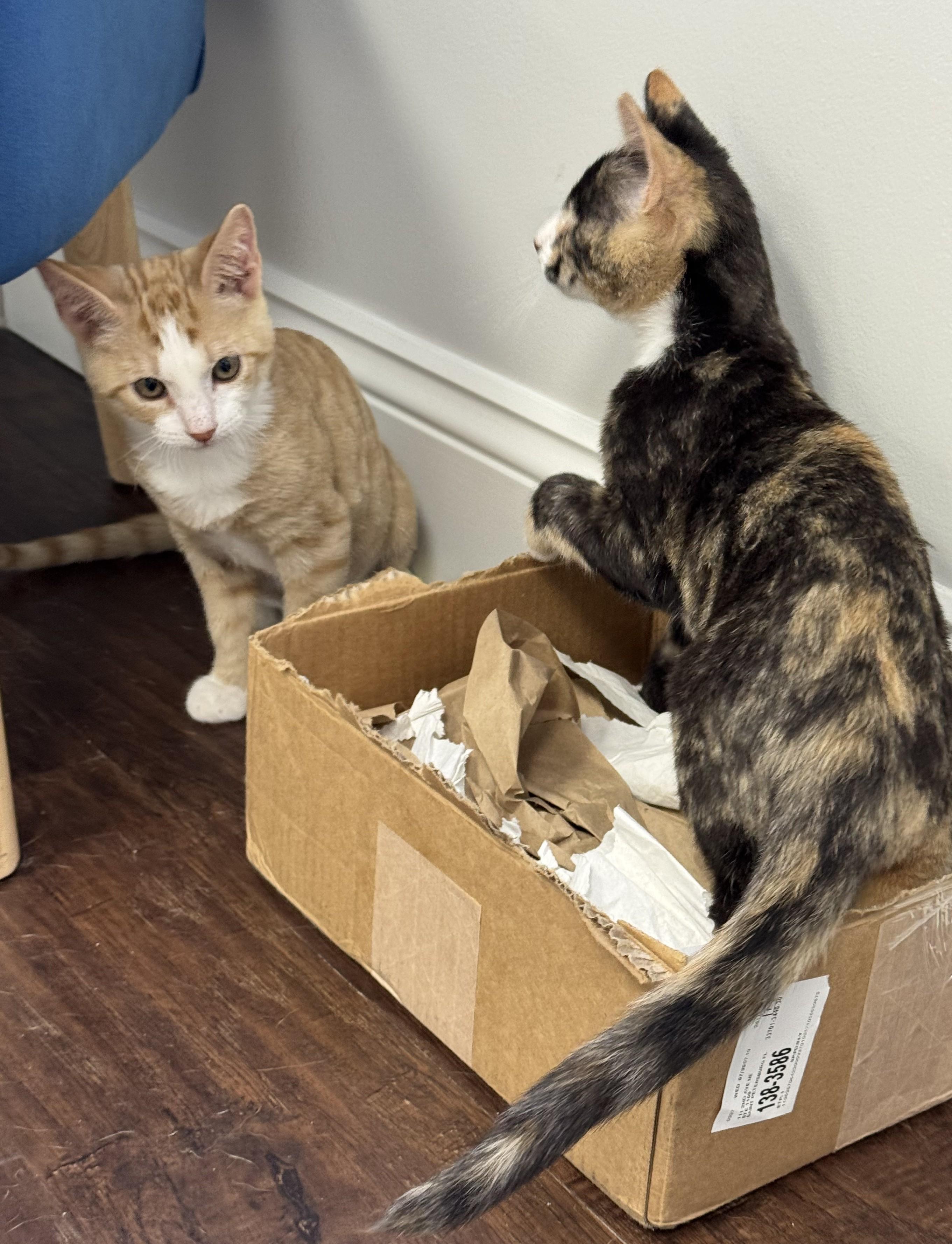 Maple and Butterscotch, Adopted, Kitten Female Domestic Short Hair & Calico.