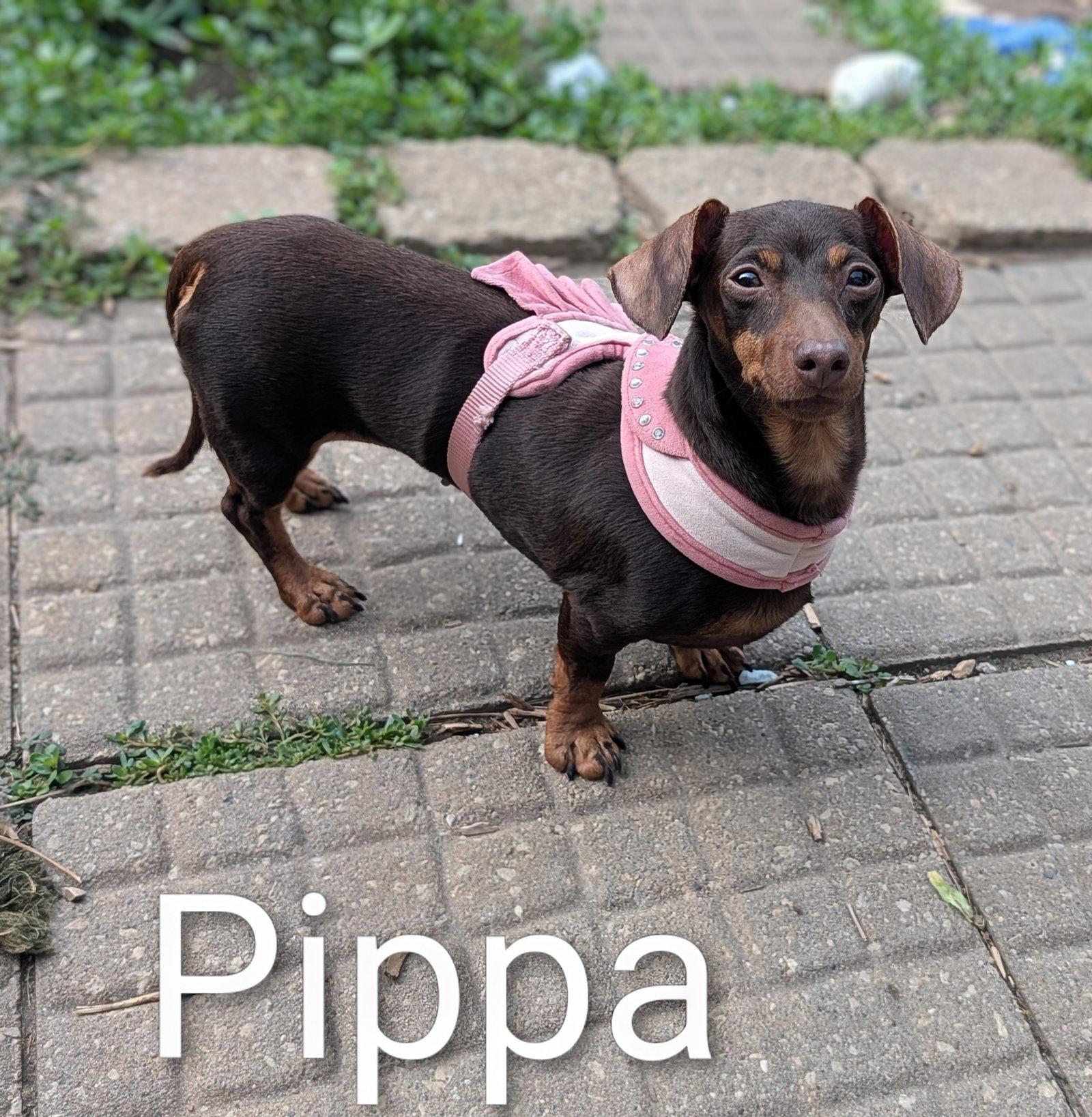 Pippa, Adopted, Adult Female Dachshund.
