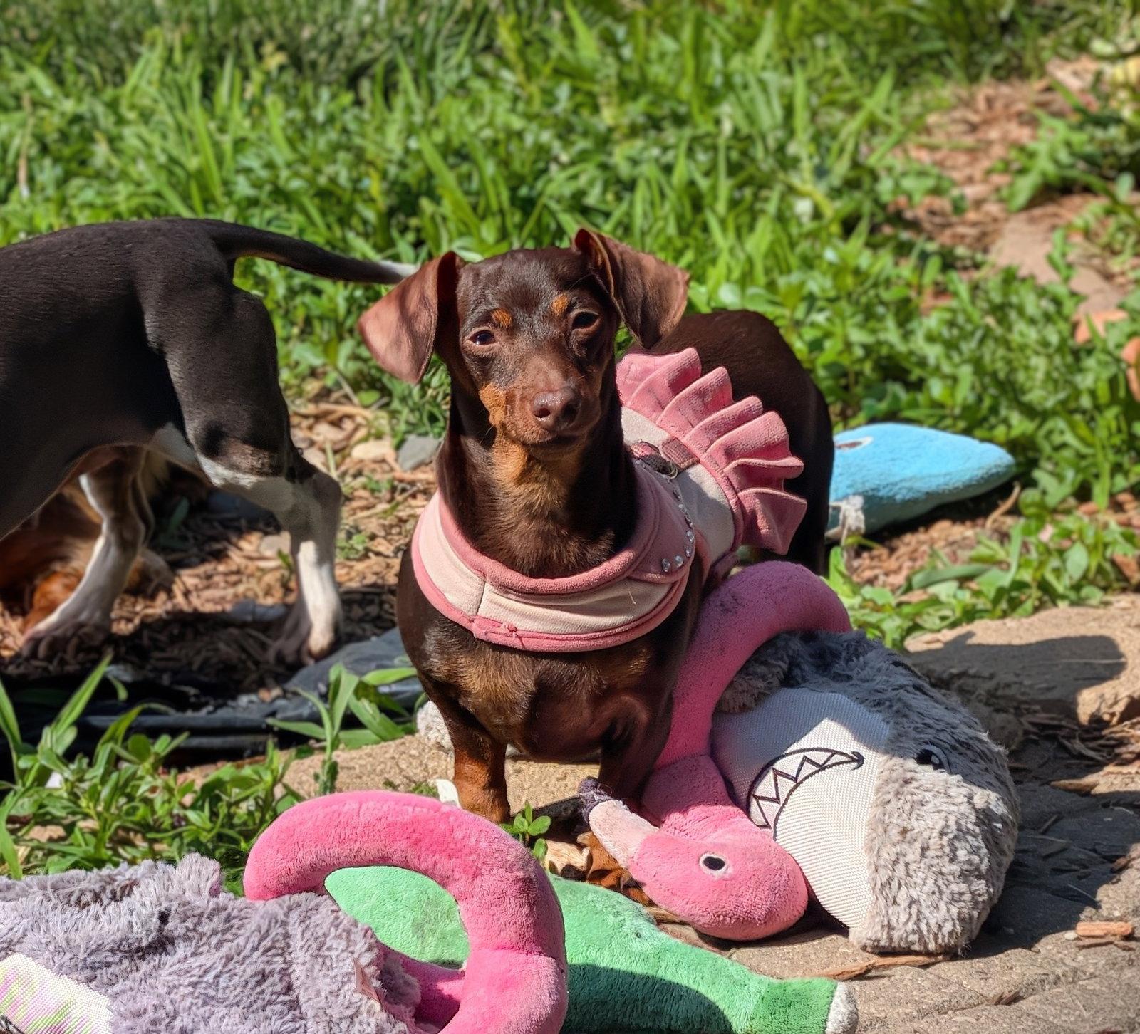 Pippa, a Adopted Dachshund in Sioux Falls, SD image 2/2