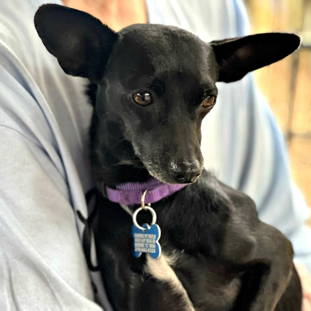 Enlarge Zara, a Adoptable mixed breed in Boerne, TX image 2/6