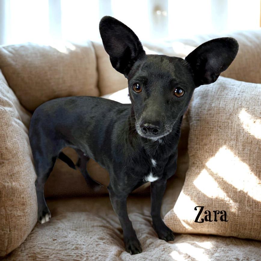 Enlarge Zara, a Adoptable mixed breed in Boerne, TX image 3/6