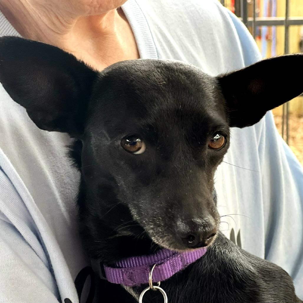Enlarge Zara, a Adoptable mixed breed in Boerne, TX image 4/6