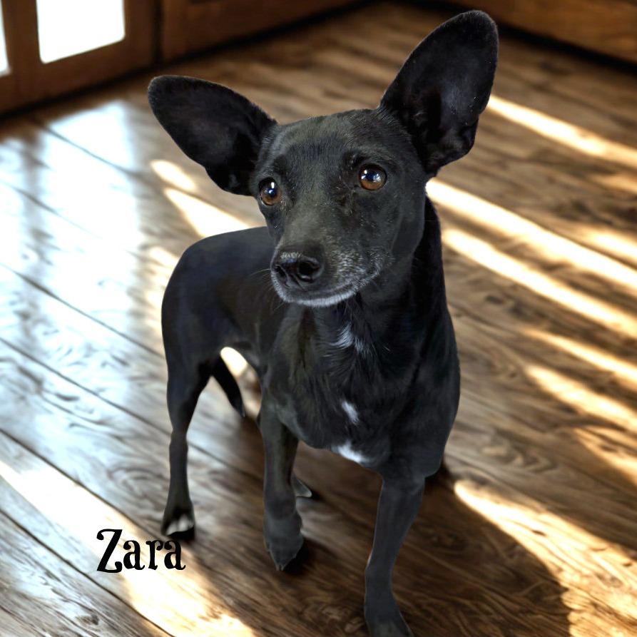 Enlarge Zara, a Adoptable mixed breed in Boerne, TX image 5/6