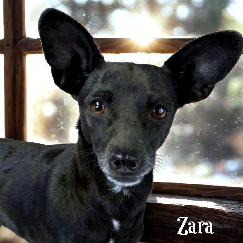 Enlarge Zara, a Adoptable mixed breed in Boerne, TX image 1/6