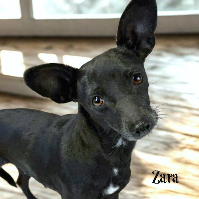 Enlarge Zara, a Adoptable mixed breed in Boerne, TX image 6/6