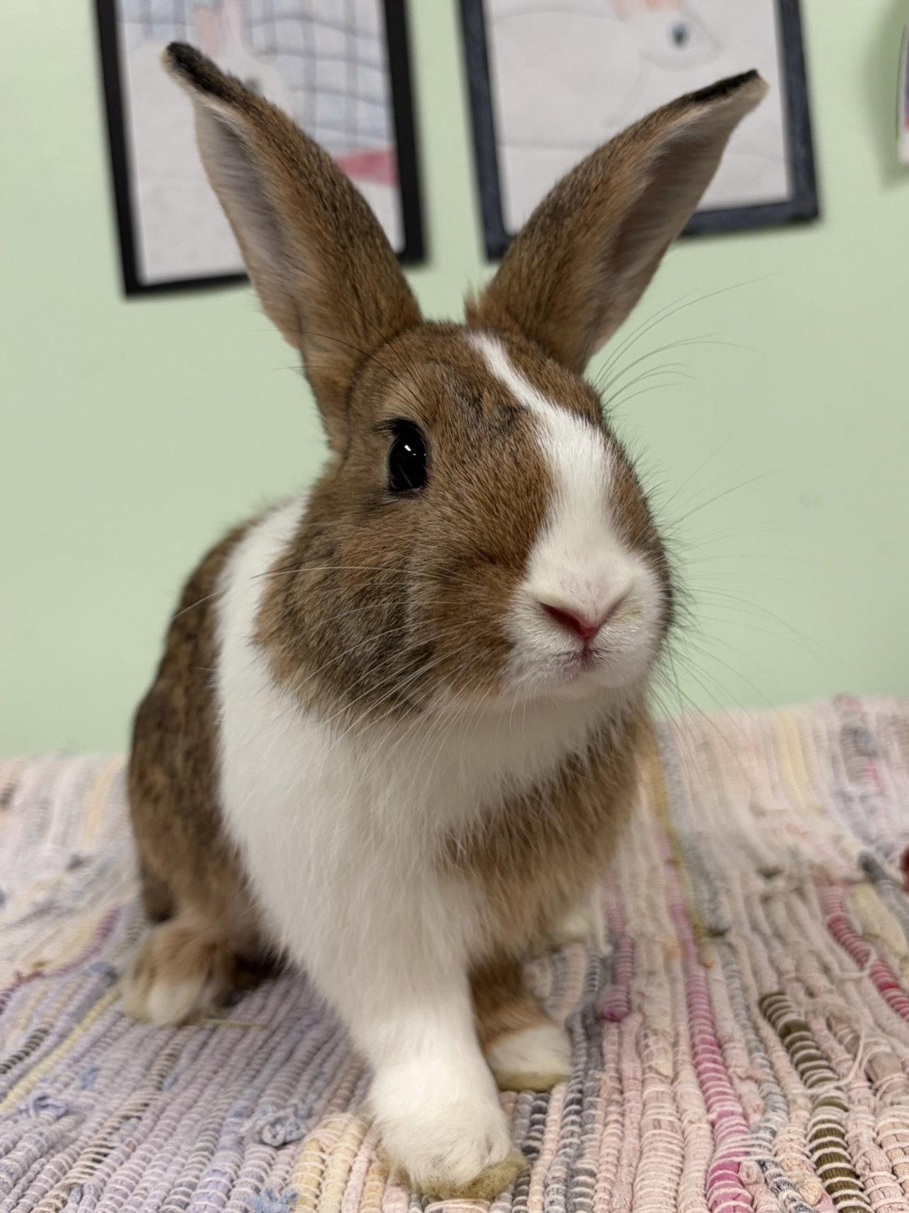 Marigold, Adoptable, Young Male American.