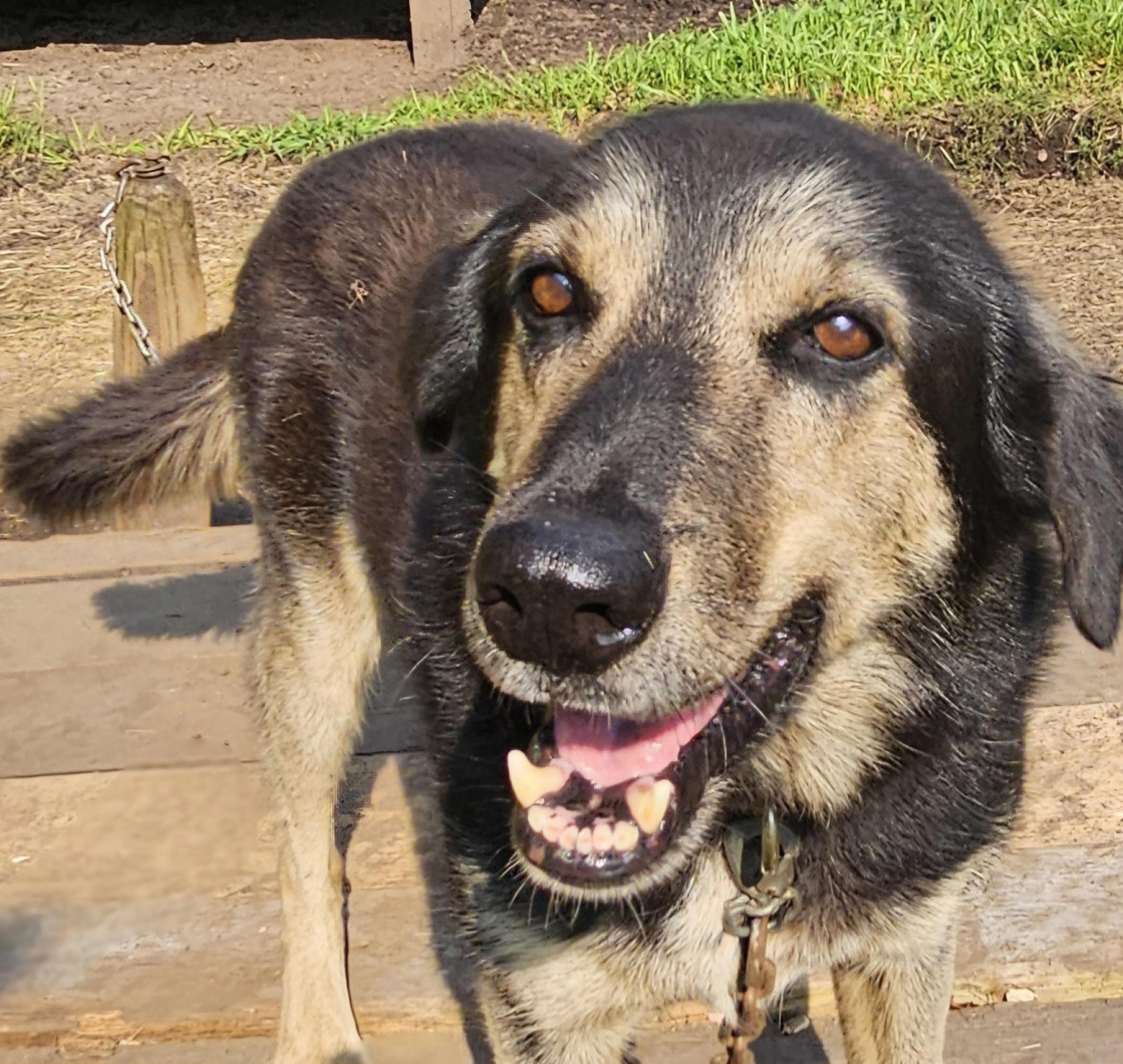 Shaggy, Senior Male Husky
