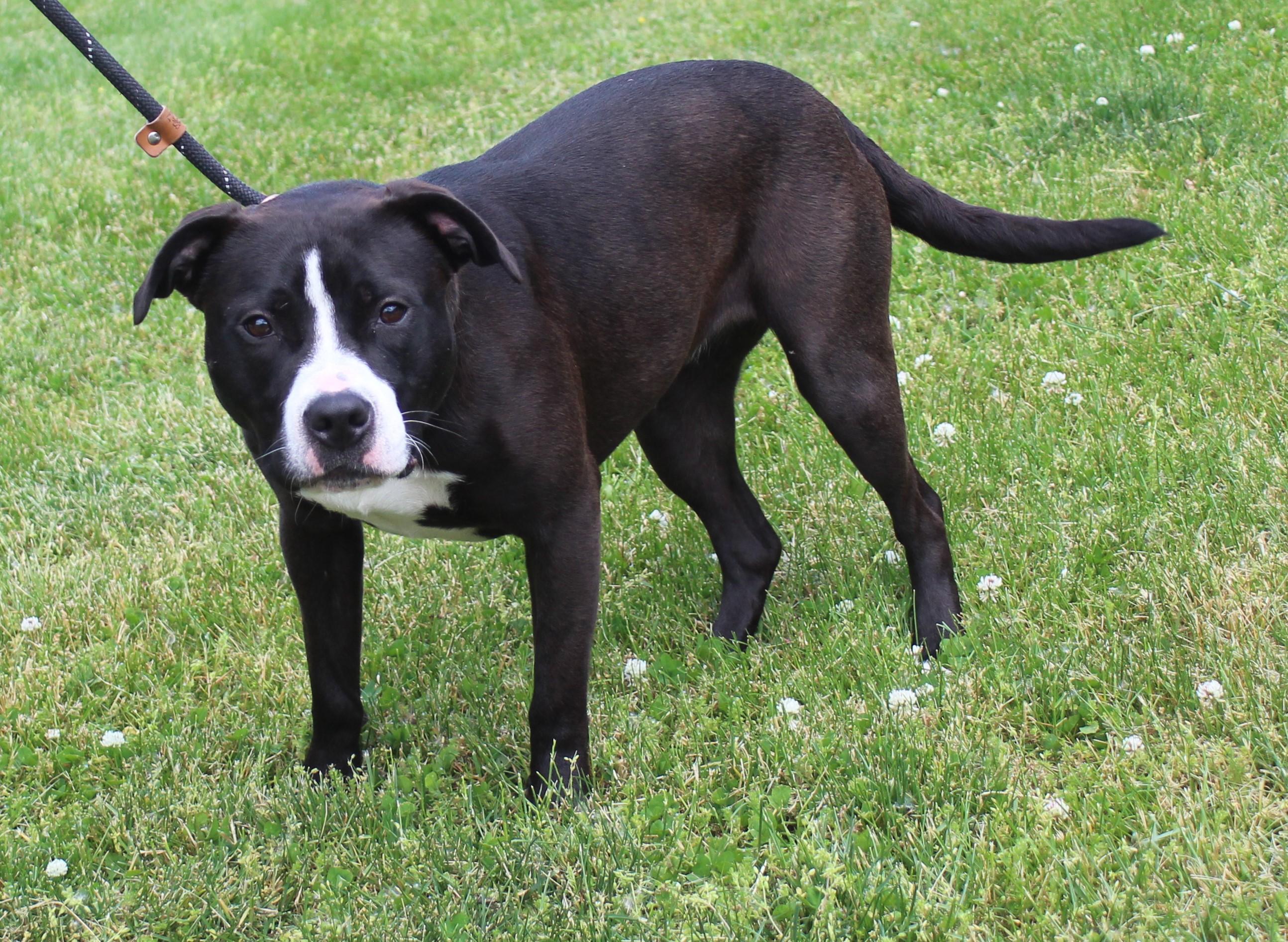 Lily (11917), a ADOPTABLE mixed breed in Heath, OH image 2/3