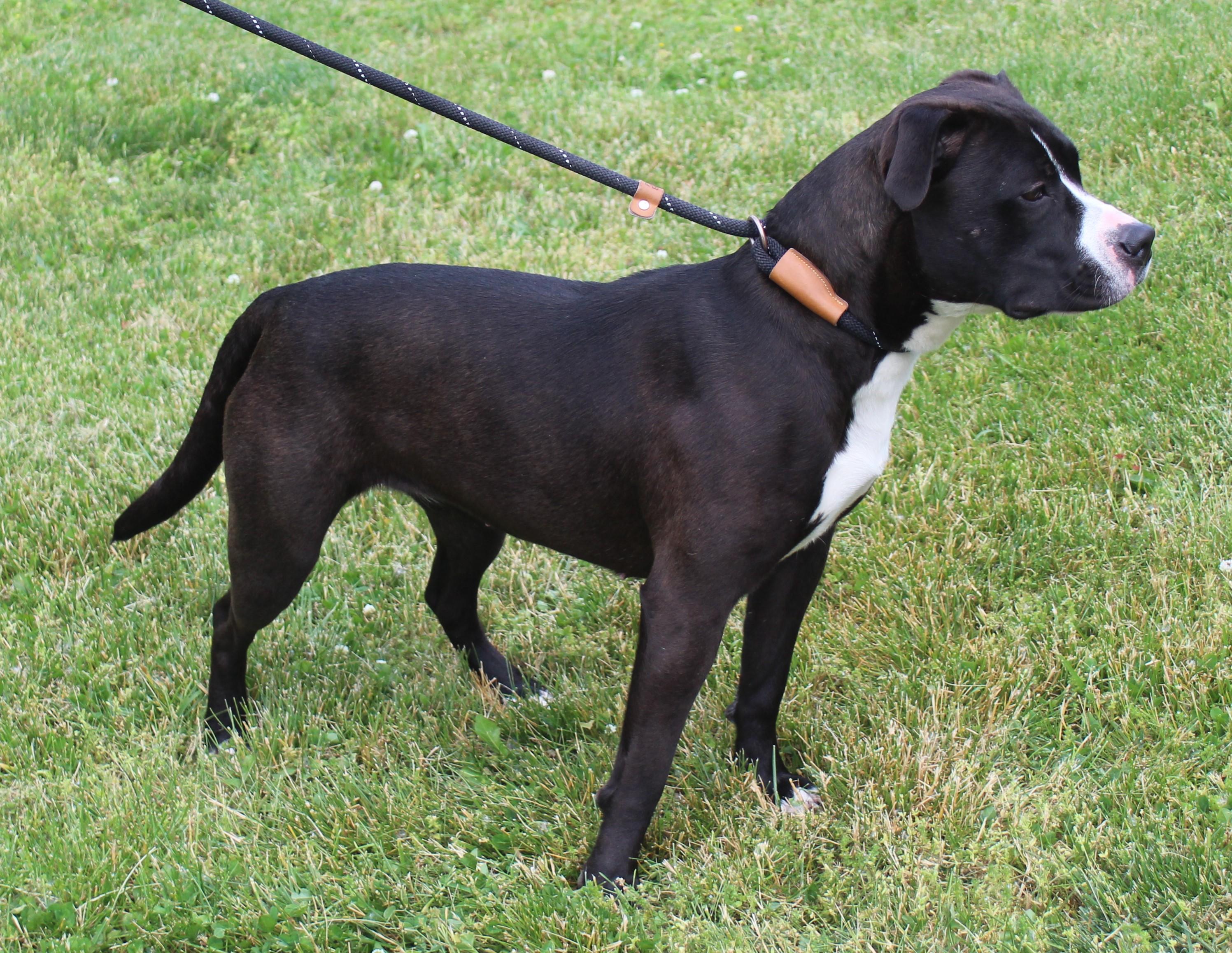 Lily (11917), a ADOPTABLE mixed breed in Heath, OH image 3/3