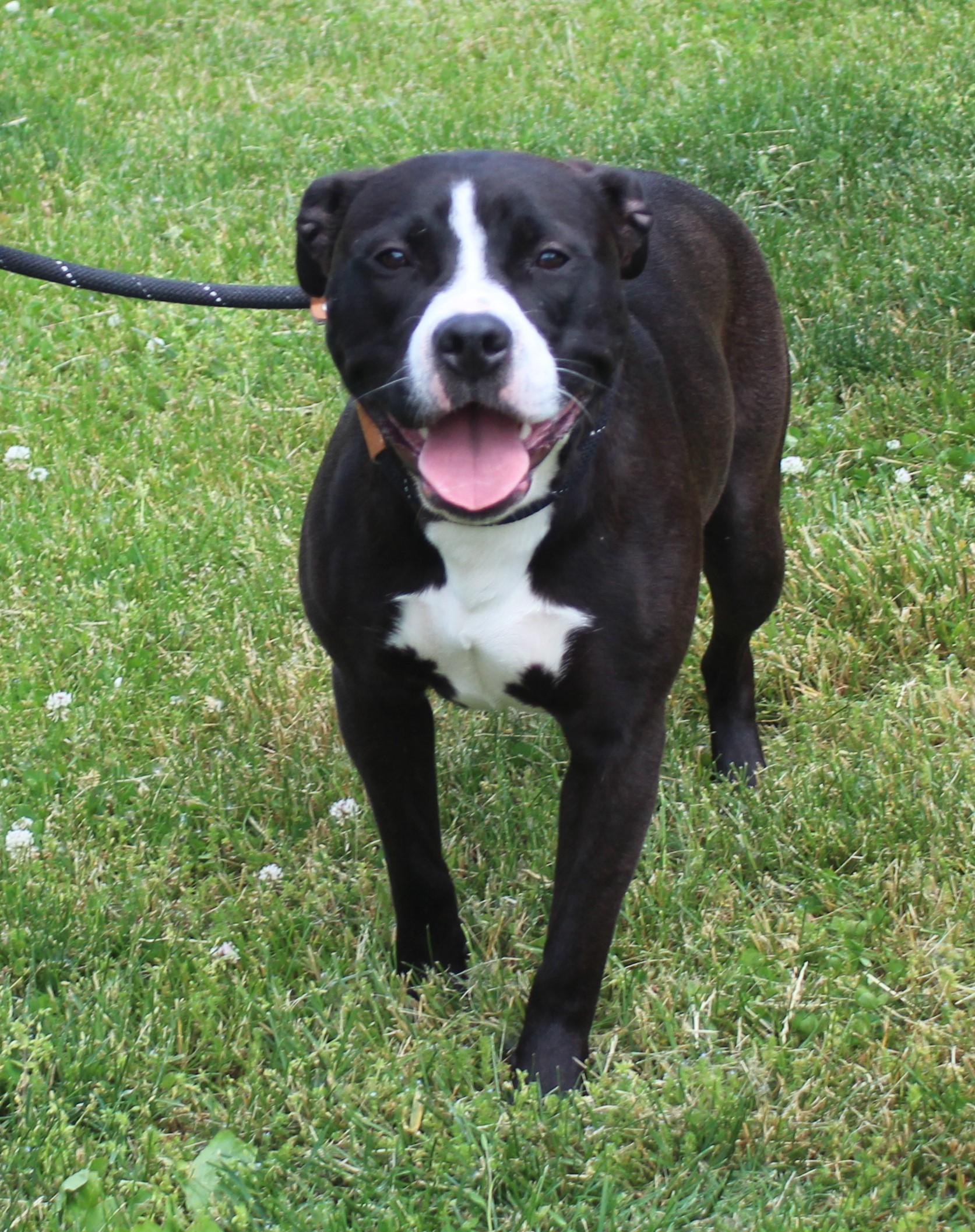 Lily (11917), a ADOPTABLE mixed breed in Heath, OH image 1/3
