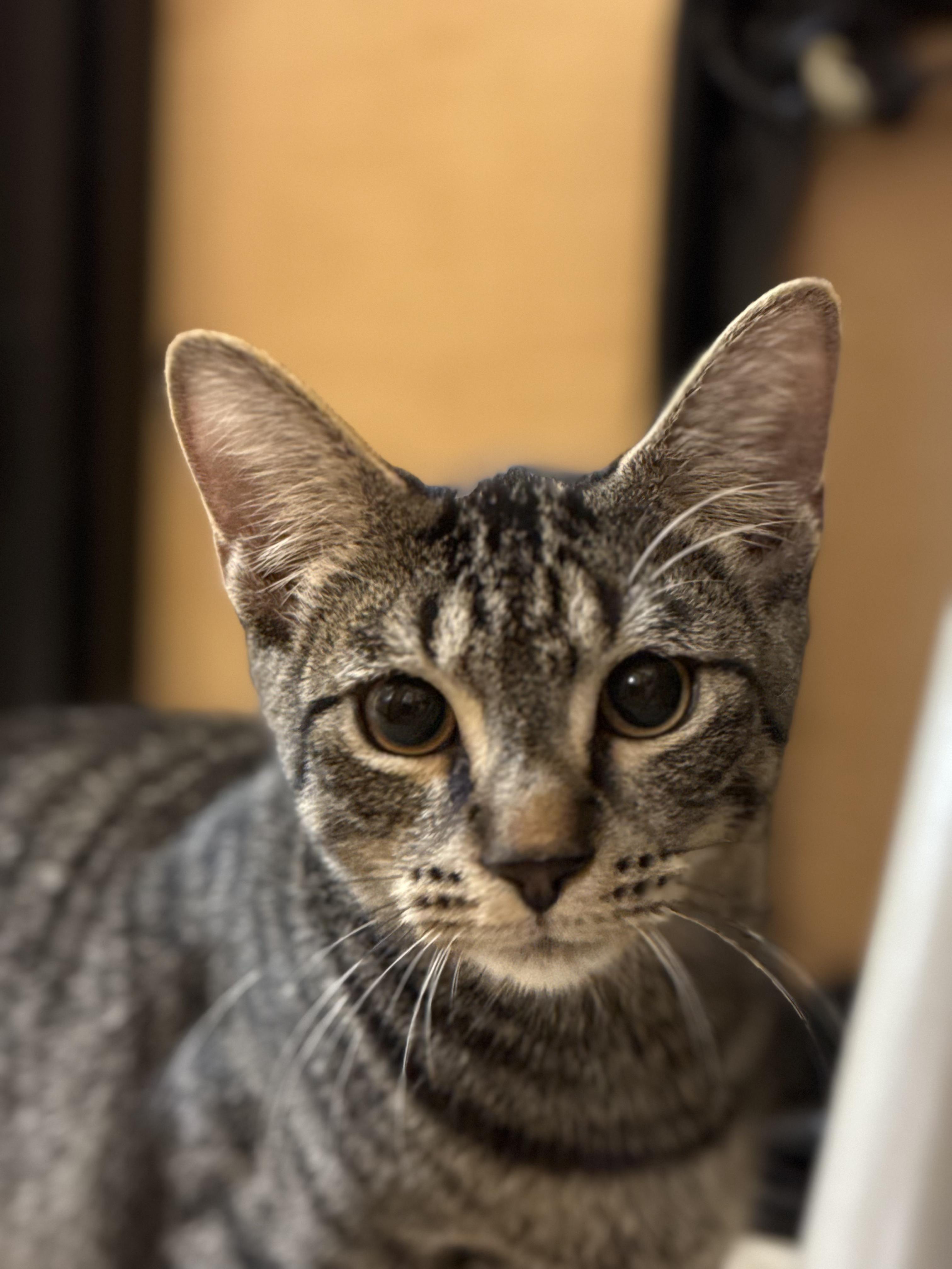 Two brothers: Bowser & Crash, a Adoptable American Shorthair in Charlotte, NC image 2/6
