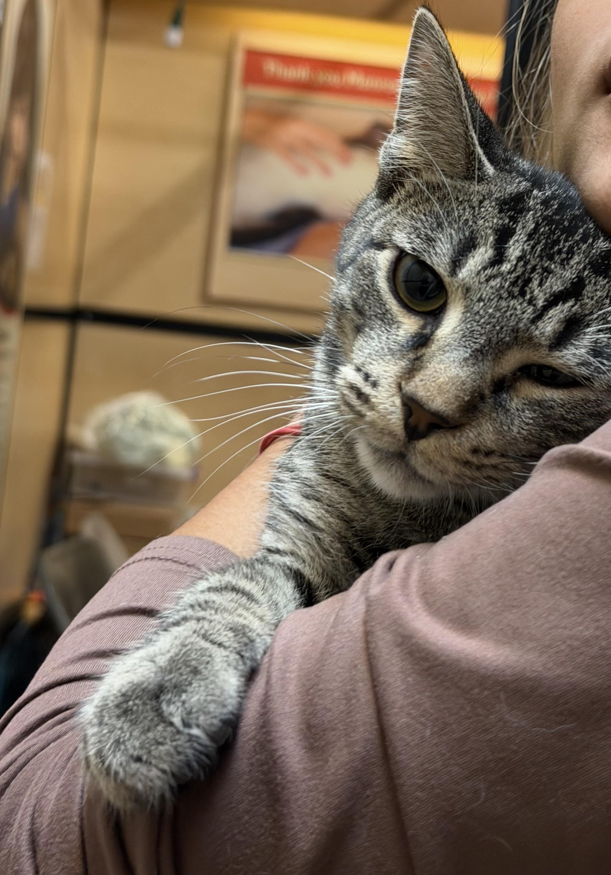 Two brothers: Bowser & Crash, a Adoptable American Shorthair in Charlotte, NC image 6/6