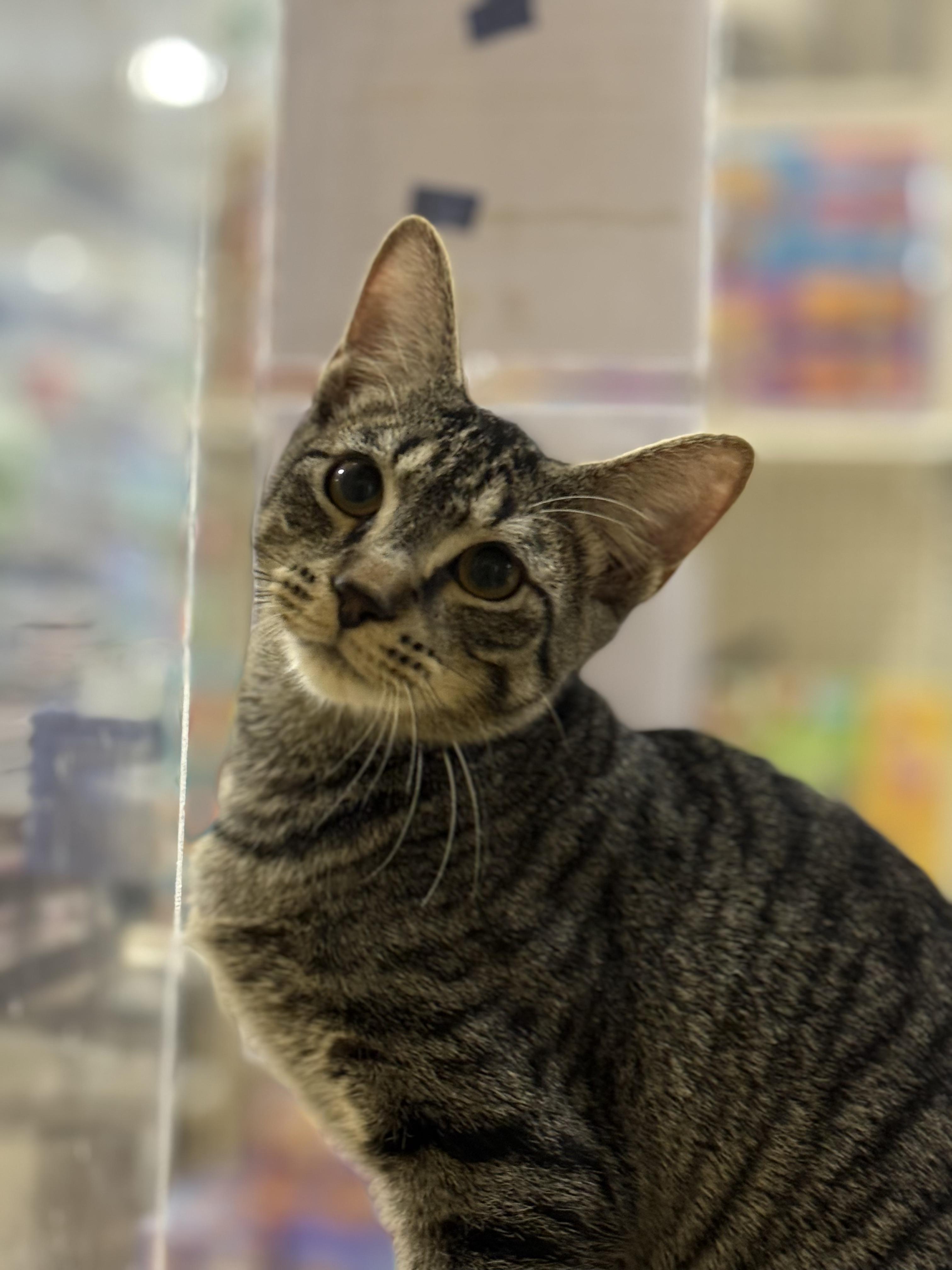 Two brothers: Bowser & Crash, a Adoptable American Shorthair in Charlotte, NC image 4/6